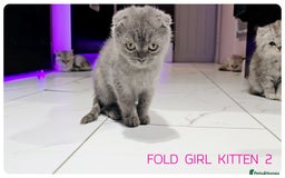 Scottish Fold cats for sale: SCOTTISH FOLD KITTENS (DELIVERY  AVAILABLE) - Image 26