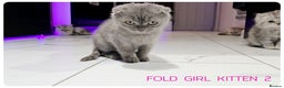 Scottish Fold cats for sale: SCOTTISH FOLD KITTENS (DELIVERY  AVAILABLE) - Advert 21