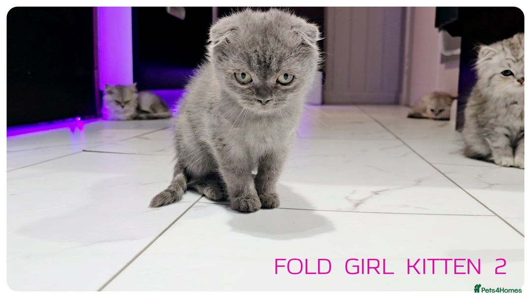 Scottish Fold cats for sale: SCOTTISH FOLD KITTENS (DELIVERY  AVAILABLE) - Image 26