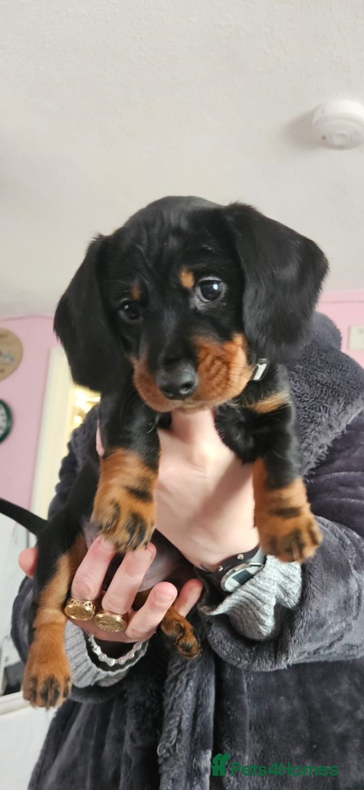 Dachshund dogs Adorable puppies4sale♥️💙 - Advert 1