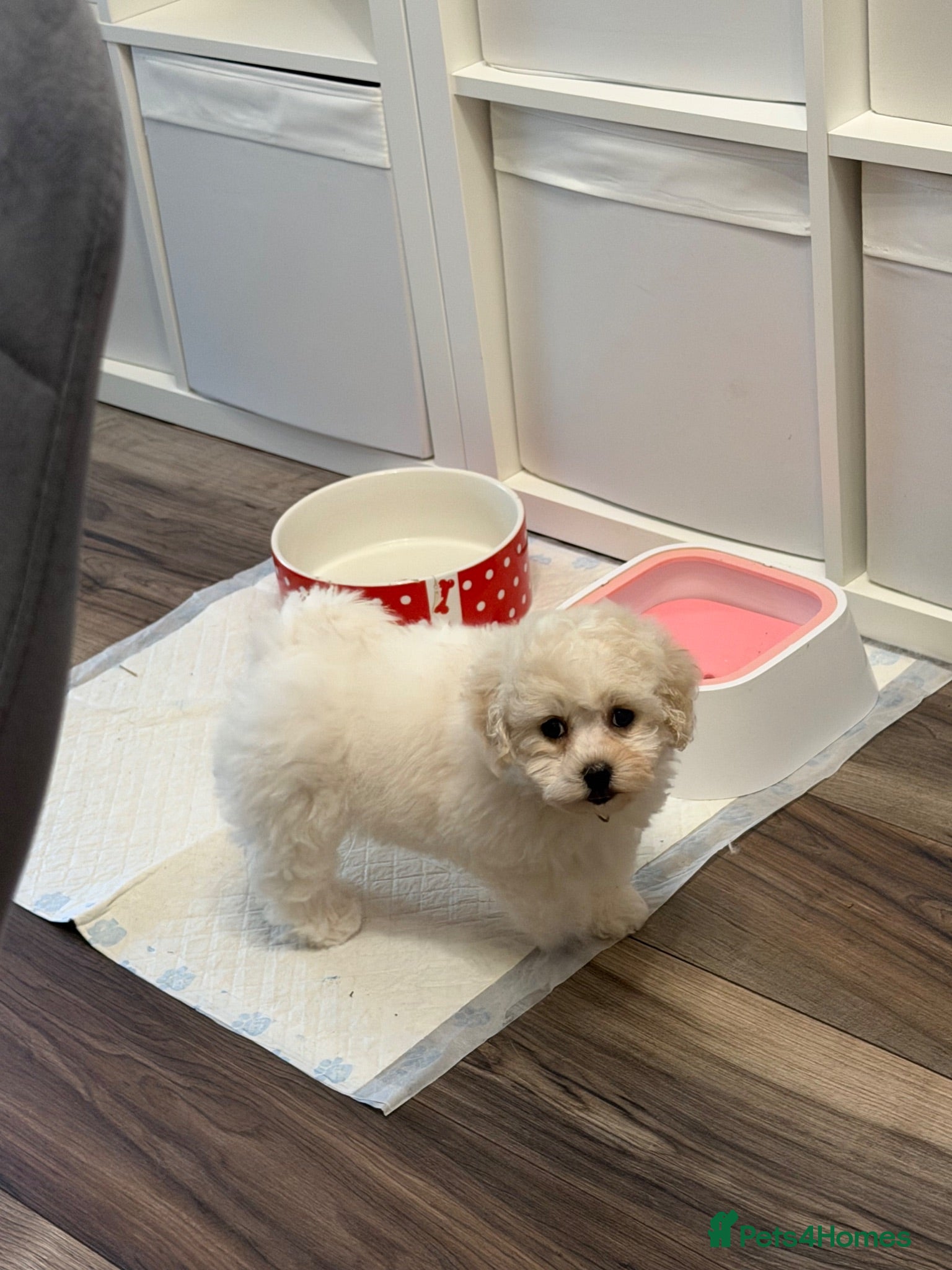 Bichon Frise dogs ⭐️Gorgeous Bichon Frise Puppies Available ⭐️ - Advert 2
