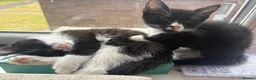Mixed Breed cats for sale: 3 b+w males and 1 tabby female for sale - Advert 8