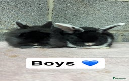 Mini Lop rabbits for sale: Mixed Mini Lops bunnies  - Advert 3