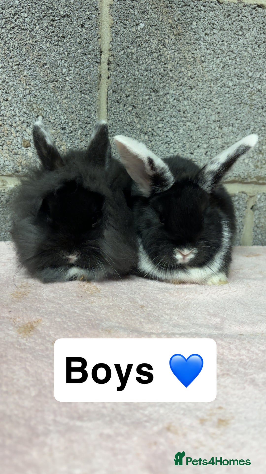 Mini Lop rabbits for sale: Mixed Mini Lops bunnies  - Advert 3