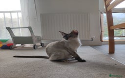 Ragdoll cats for sale: I'm selling a mother cat and her daughter - Image 2