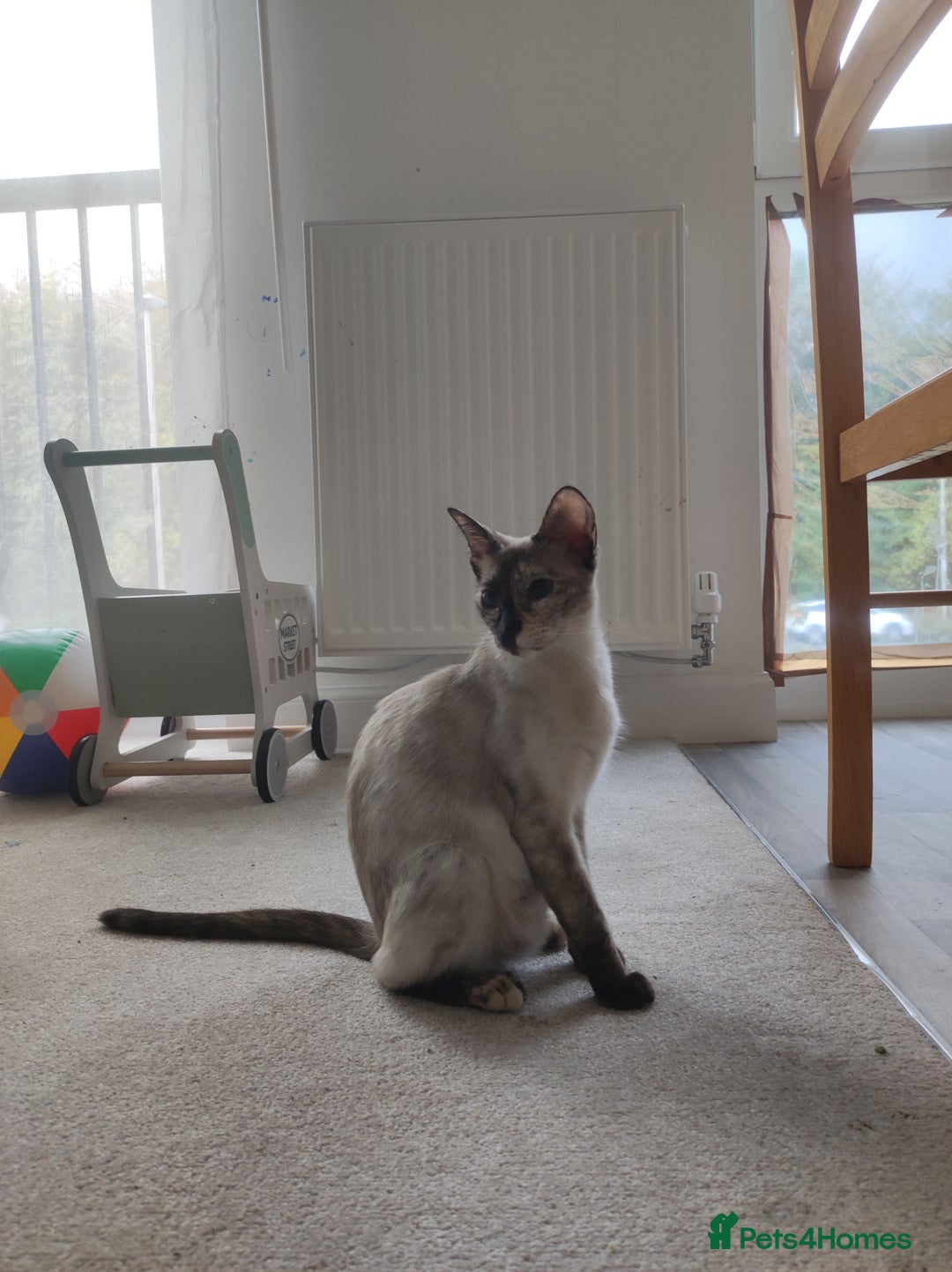 Ragdoll cats for sale: I'm selling a mother cat and her daughter - Image 2