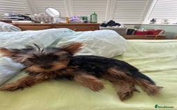 Yorkshire Terrier dogs for sale: Ready to leave  - Image 15