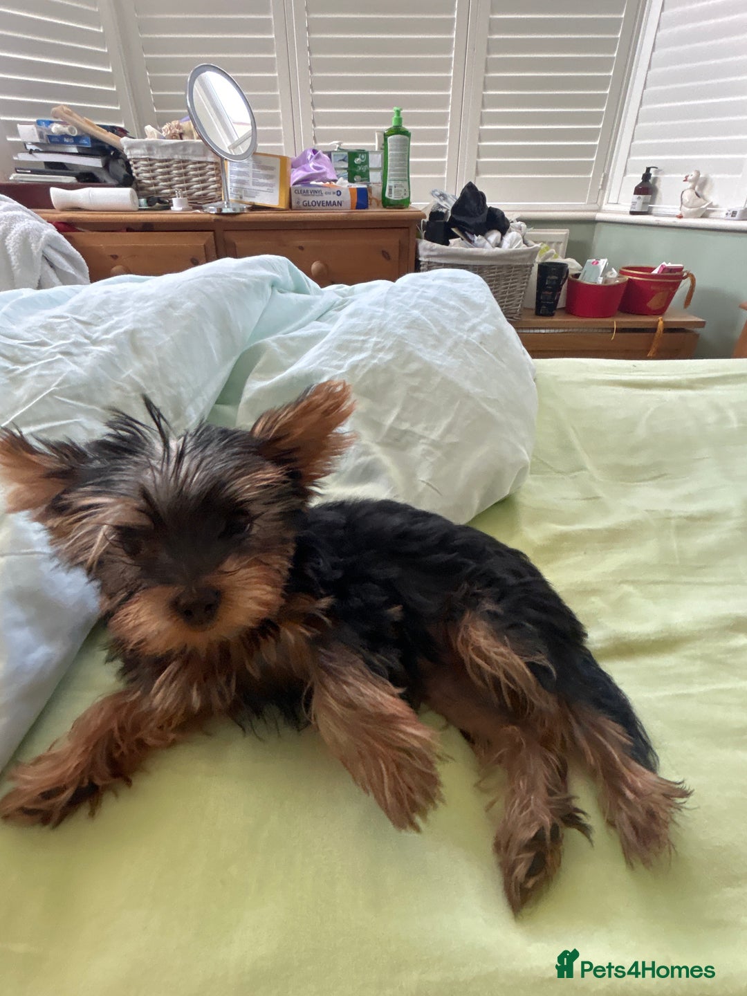 Yorkshire Terrier dogs for sale: Ready to leave  - Image 15