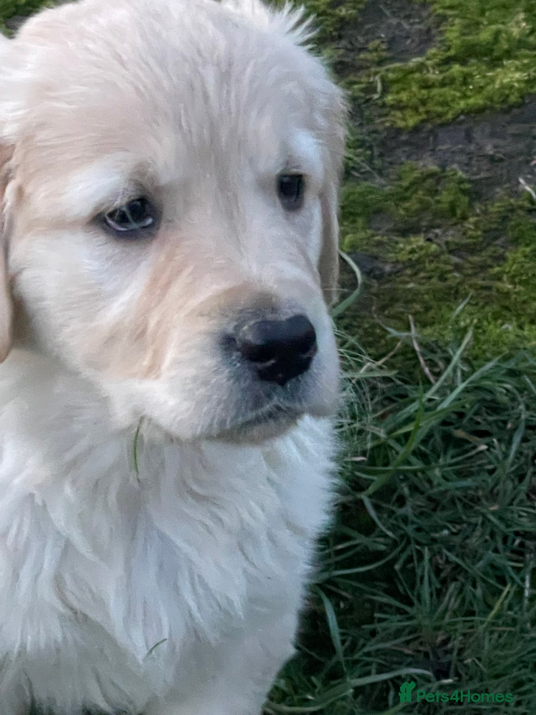 Golden Retriever dogs for sale: Stunning golden retriever puppies  - Advert 17
