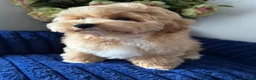 Maltipoo dogs for sale: Exceptional F1 Asian Maltipoo puppies - Advert 12