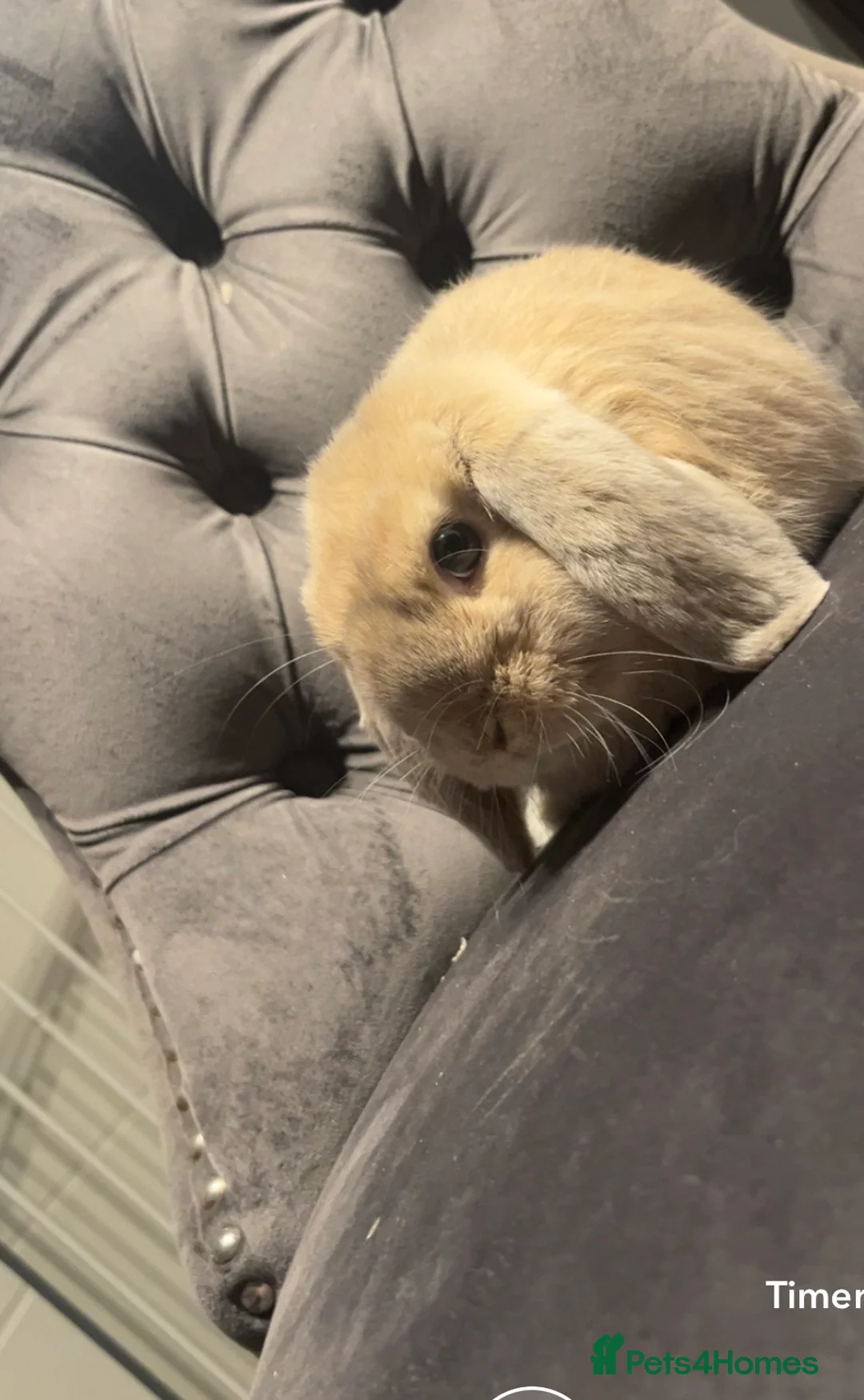 Mini Lop rabbits for sale: Mini lop baby  - Advert 2