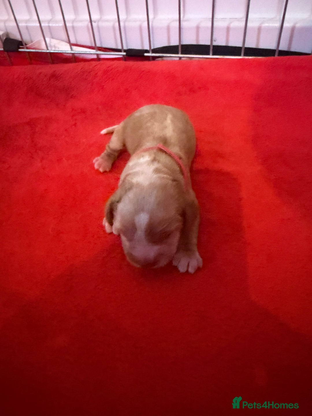 Cocker Spaniel dogs for sale: Showtype Cocker spaniel pups KC registered  - Advert 38