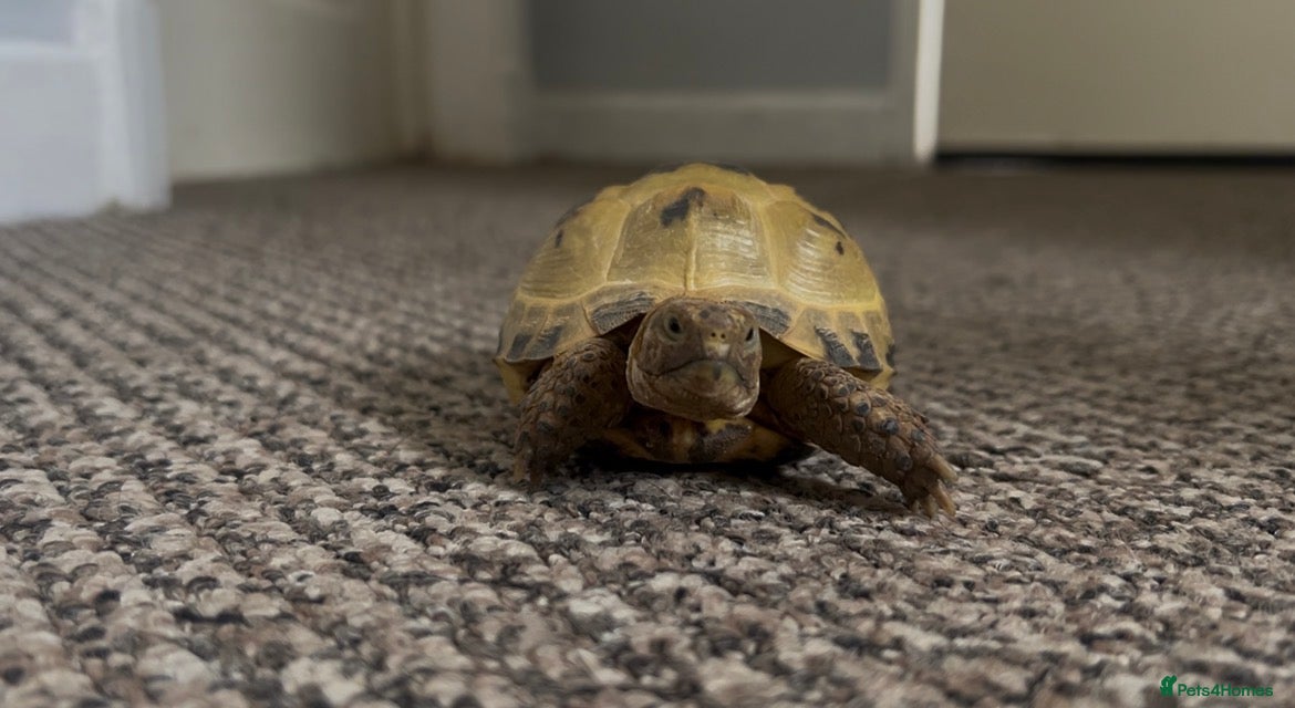 Tortoise reptiles Horsefield tortoise   - Advert 1