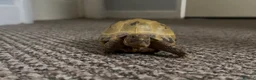 Tortoise reptiles for sale: Horsefield tortoise   in Newcastle - Advert 3