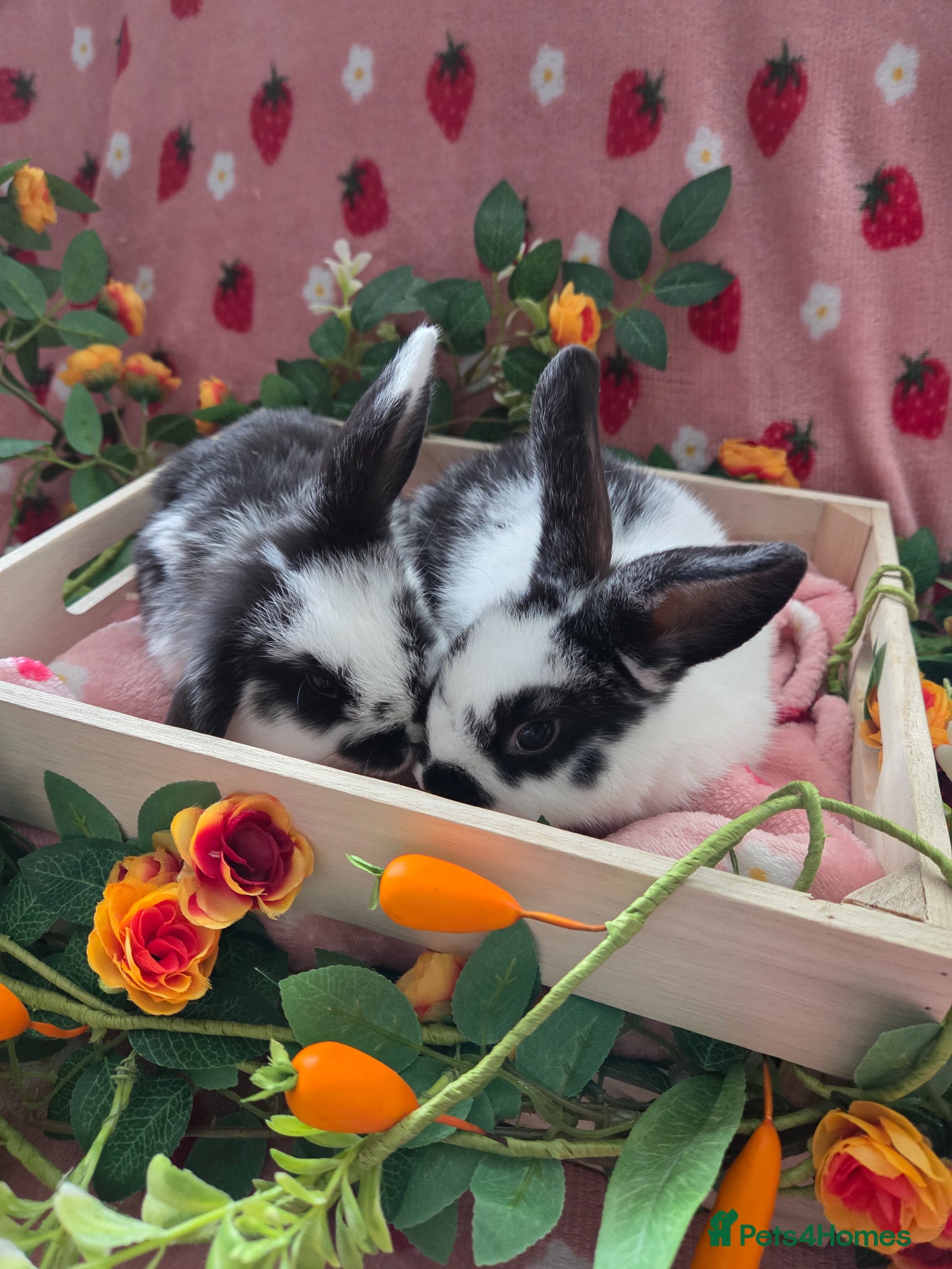 Mini Lop rabbits  butterfly mini lop Last 2 ☆ 1 doe💗 ☆ 1 buck🩵 - Advert 2