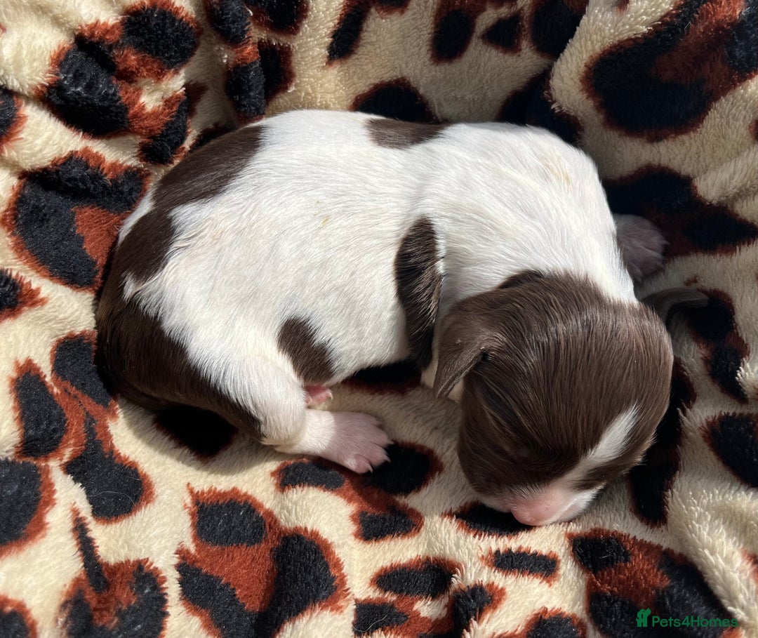 English Springer Spaniel dogs for sale: KC reg Springer Spaniel boys - Image 7