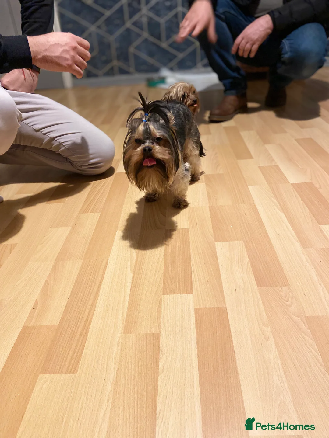 Yorkshire Terrier dogs for stud: Rocky in Hornchurch - Advert 8