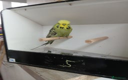 Budgerigars birds for sale: Budgerigars  - Image 9