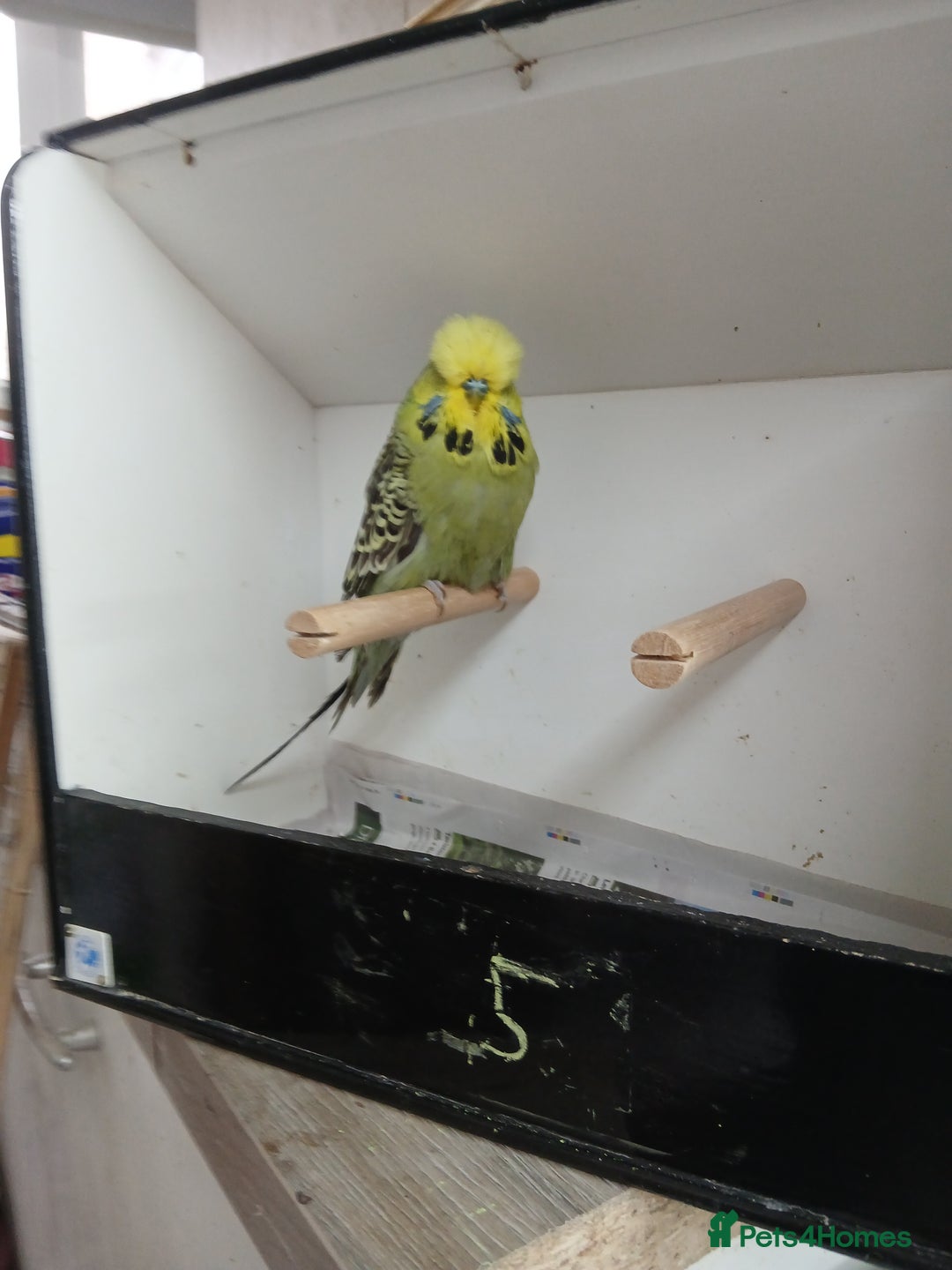 Budgerigars birds for sale: Budgerigars  - Image 9