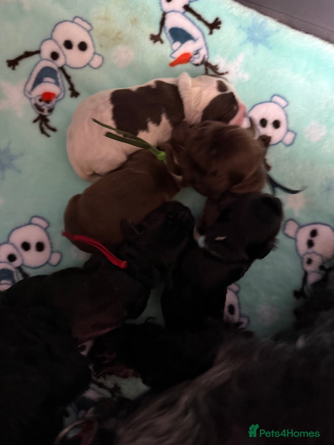 Cocker Spaniel dogs for sale: Show type cocker spaniel pups  - Advert 11