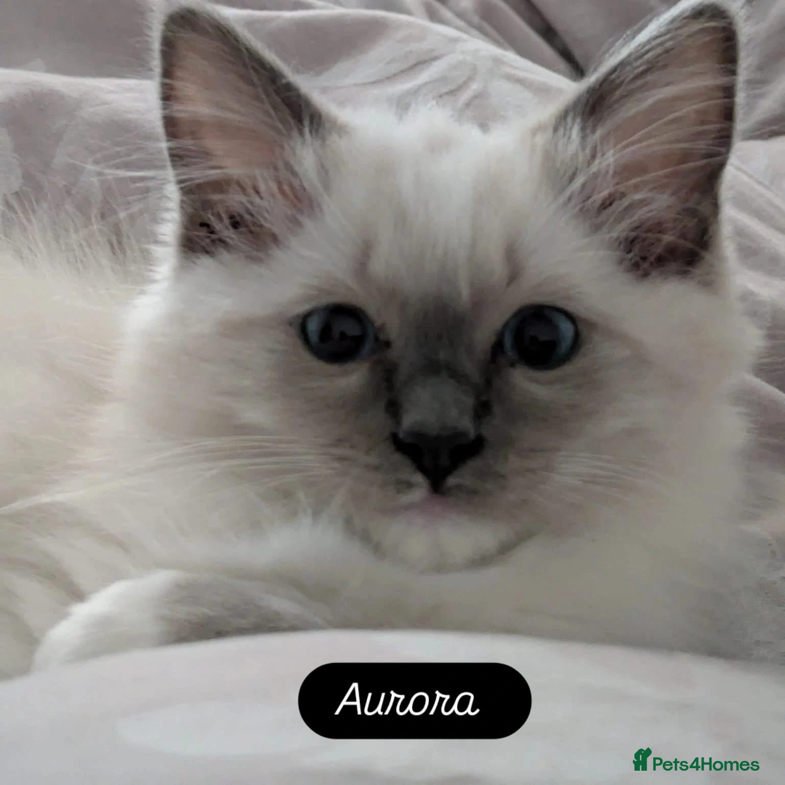 Ragdoll cats for sale: Stunning Ragdoll Kittens - 2.5 weeks old. - Advert 8