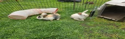 Mixed Breed rabbits for sale: Mixed breed lops for sale. Ready Monday  in Mansfield - Advert 14