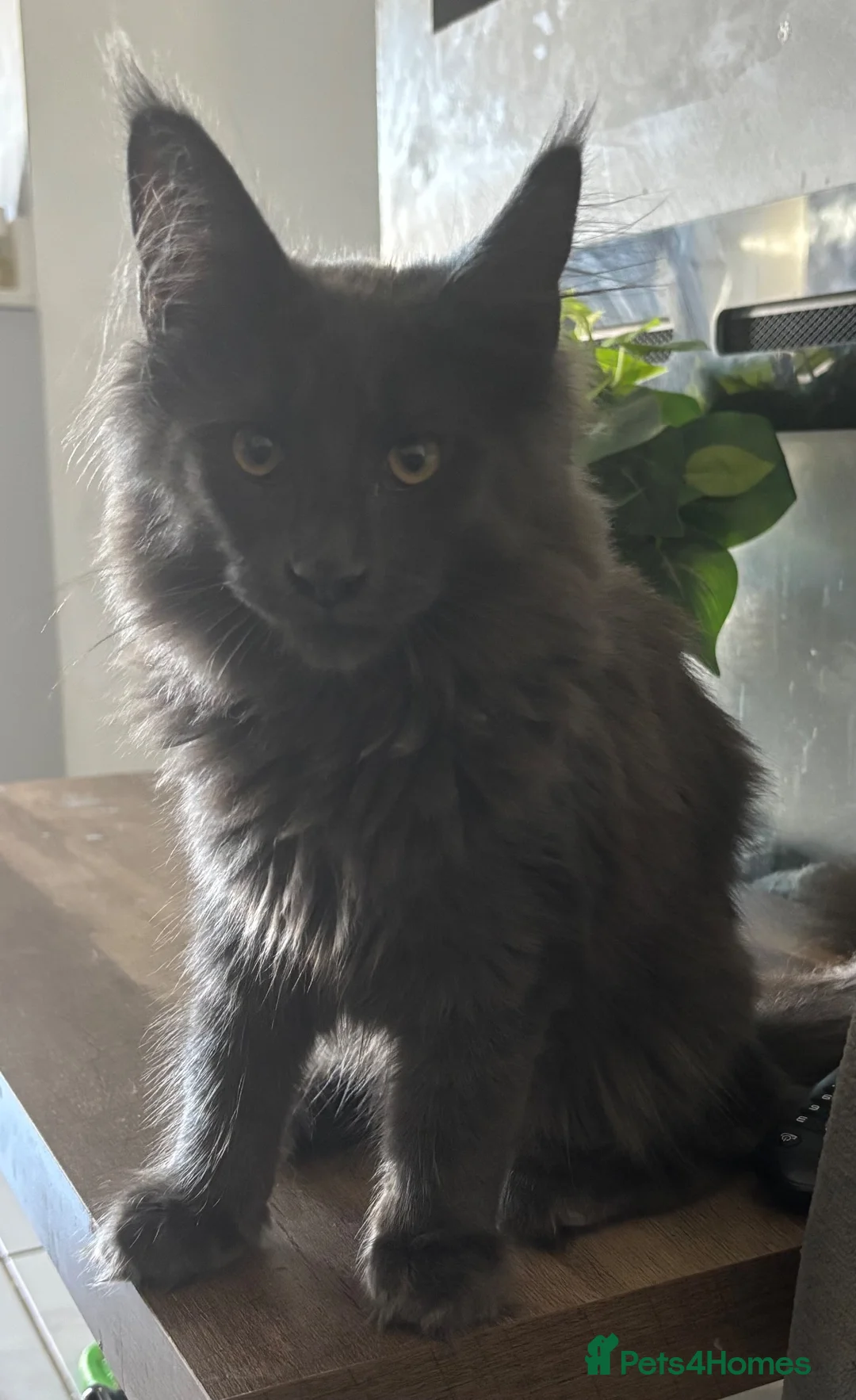 Maine Coon cats for sale: GCCF Reg’d MaineCoon Kittens–Blue Smoke-RoKits - Advert 1