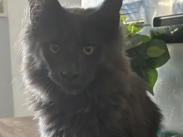 Maine Coon cats for sale: GCCF Reg’d MaineCoon Kittens–Blue Smoke-RoKits - Advert 7