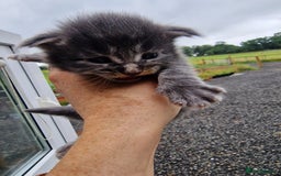 Maine Coon cats for sale: Blue/Silver Tabby Main Coon - Image 2
