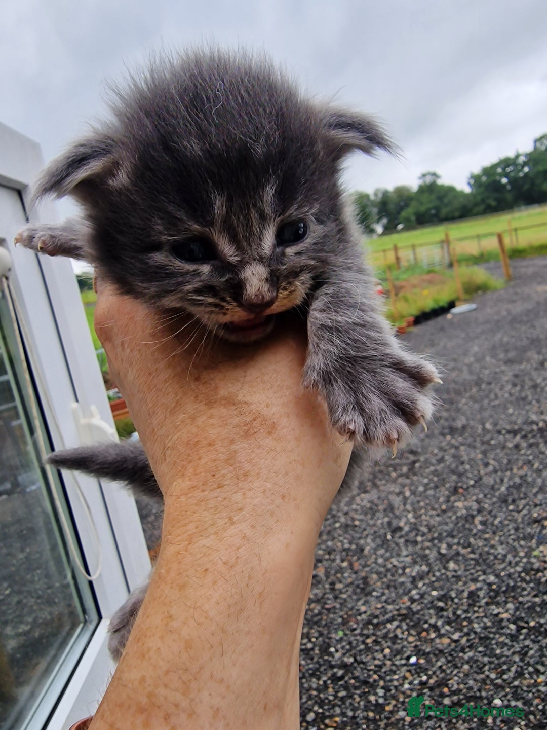 Maine Coon cats for sale: Blue/Silver Tabby Main Coon - Image 2