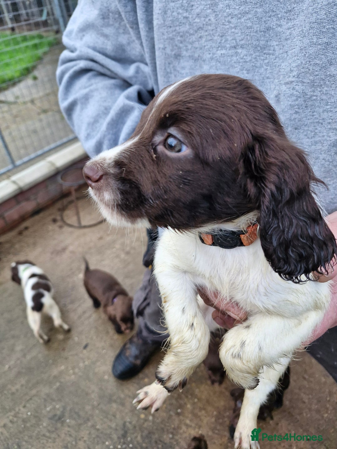 Sprocker dogs for sale: 9 lovely sprocker spaniel puppies for sale - Advert 4