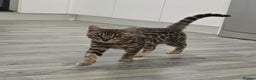 Bengal cats for sale: 🔥Stunning Bengals for reservation only 2 left🔥 - Advert 1