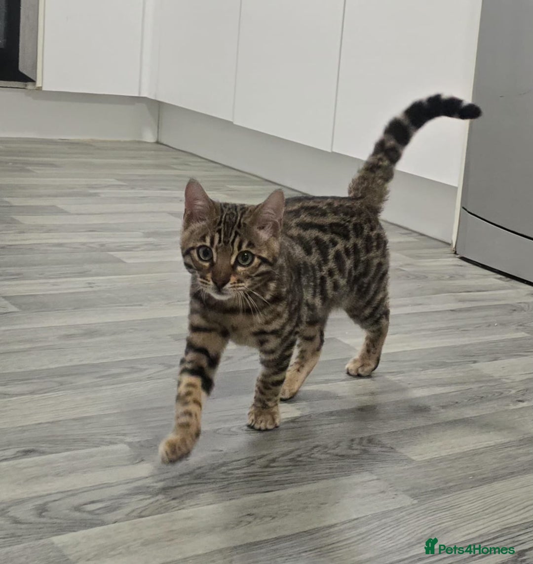 Bengal cats for sale: 🔥Stunning Bengals for reservation only 2 left🔥 - Advert 1