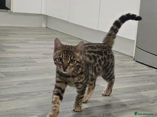 Bengal cats 🔥Stunning Bengals for reservation only 2 left🔥 - Advert 8