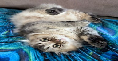 Scottish Fold cats - Advert 5