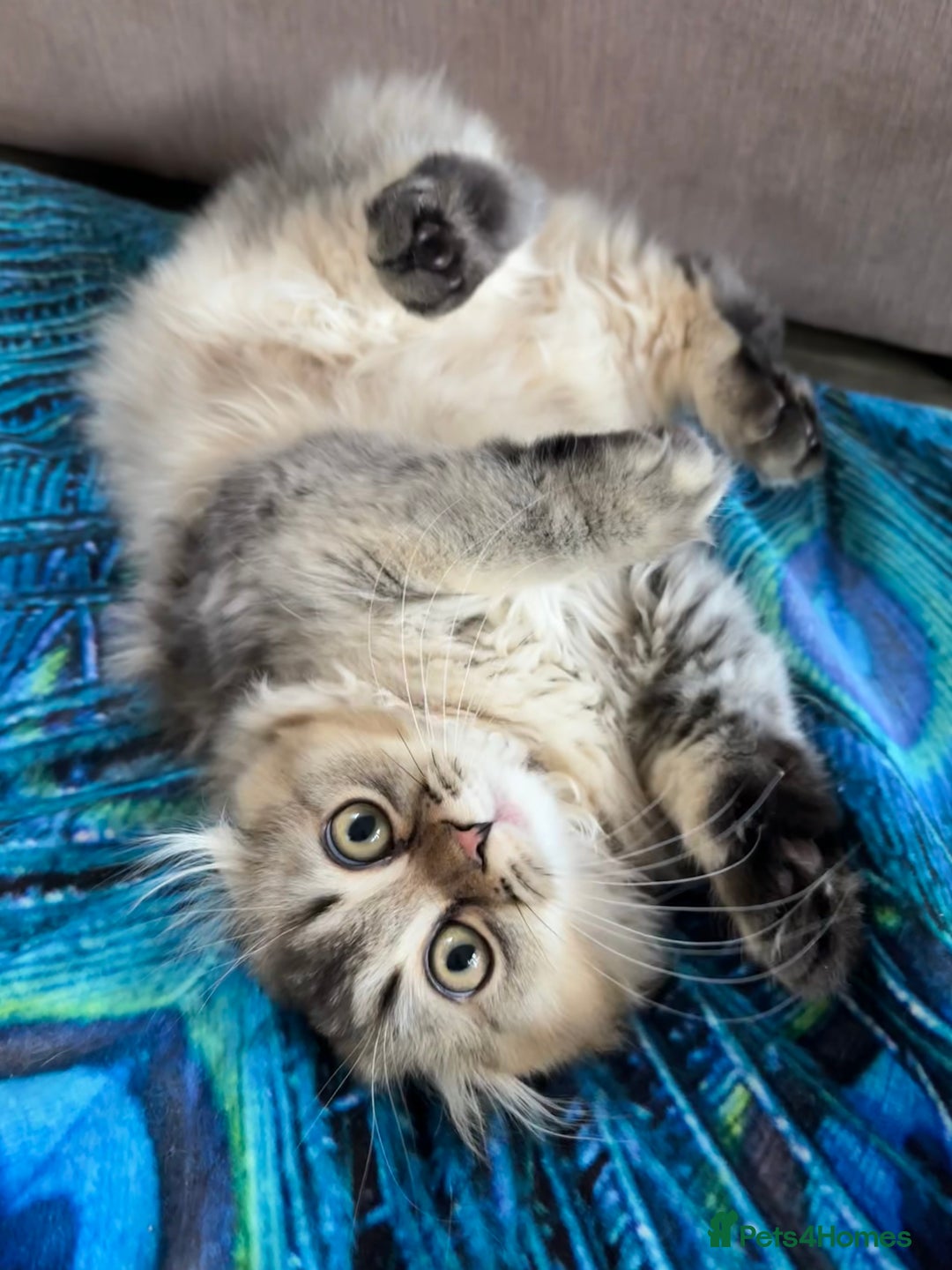 Scottish Fold cats for sale: 🩷💜Amazing Scottish Fold Kittens - Image 6