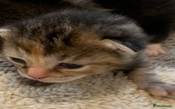 Bengal cats for sale: Bengal & bsh female kitten ready to leave 2nd nov - Image 3