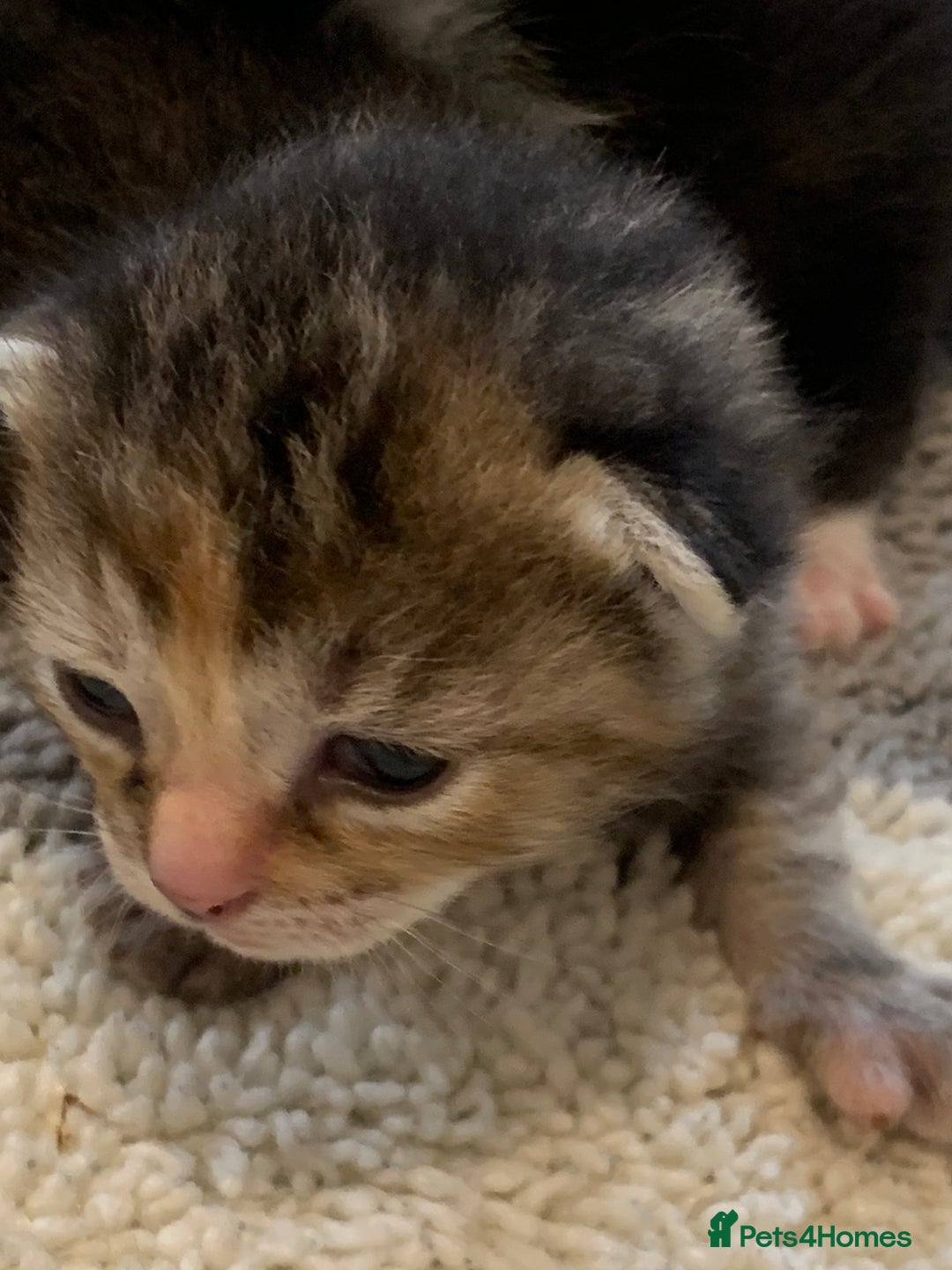 Bengal cats for sale: Bengal & bsh female kitten ready to leave 2nd nov - Image 3