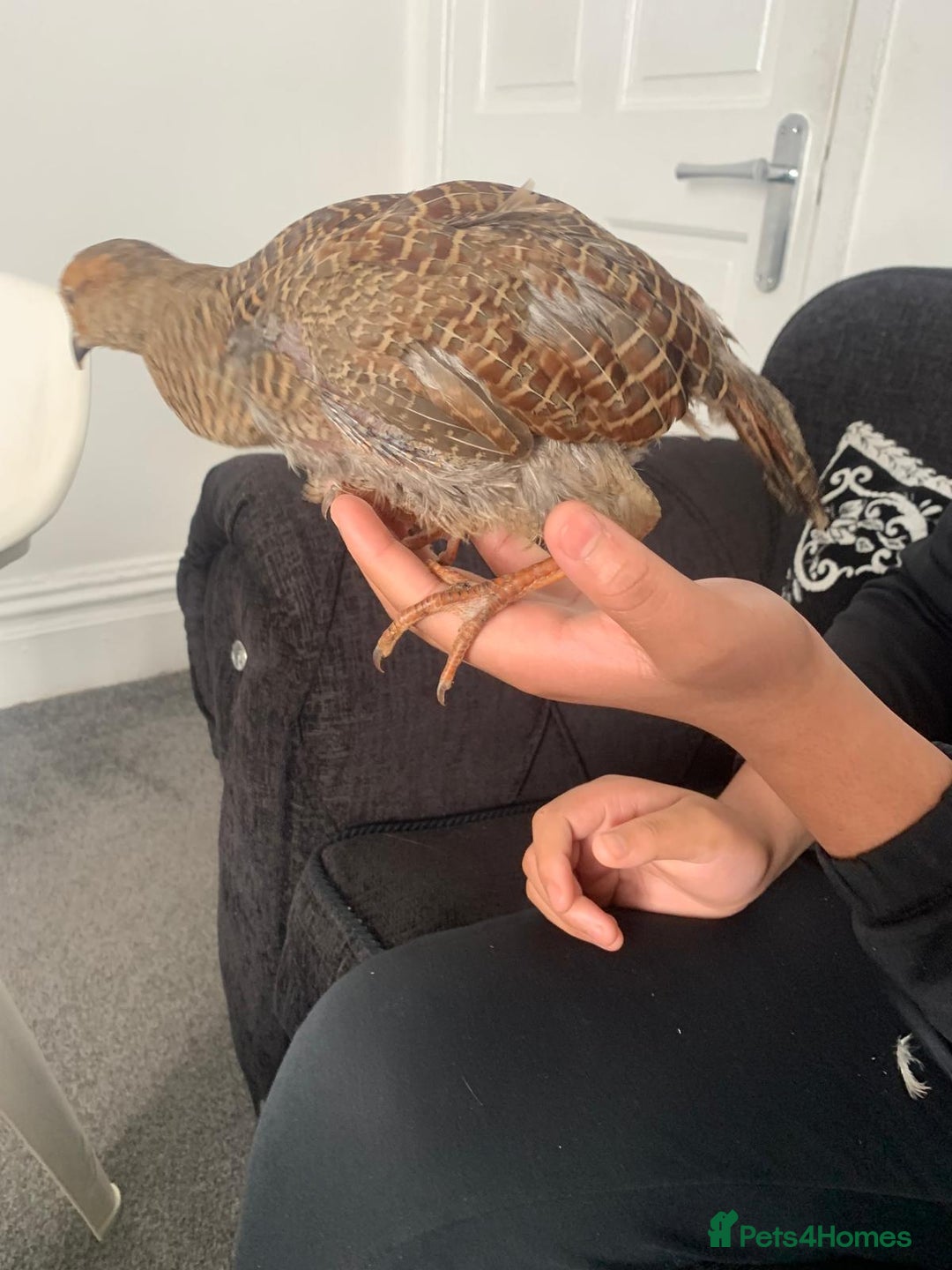 Mixed Breed birds for sale: Grey francolin(brown teetar) - Image 1