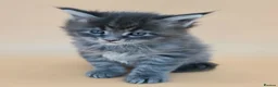 Maine Coon cats for sale: Tica Beautiful Maine Coon Kittens  - Advert 3