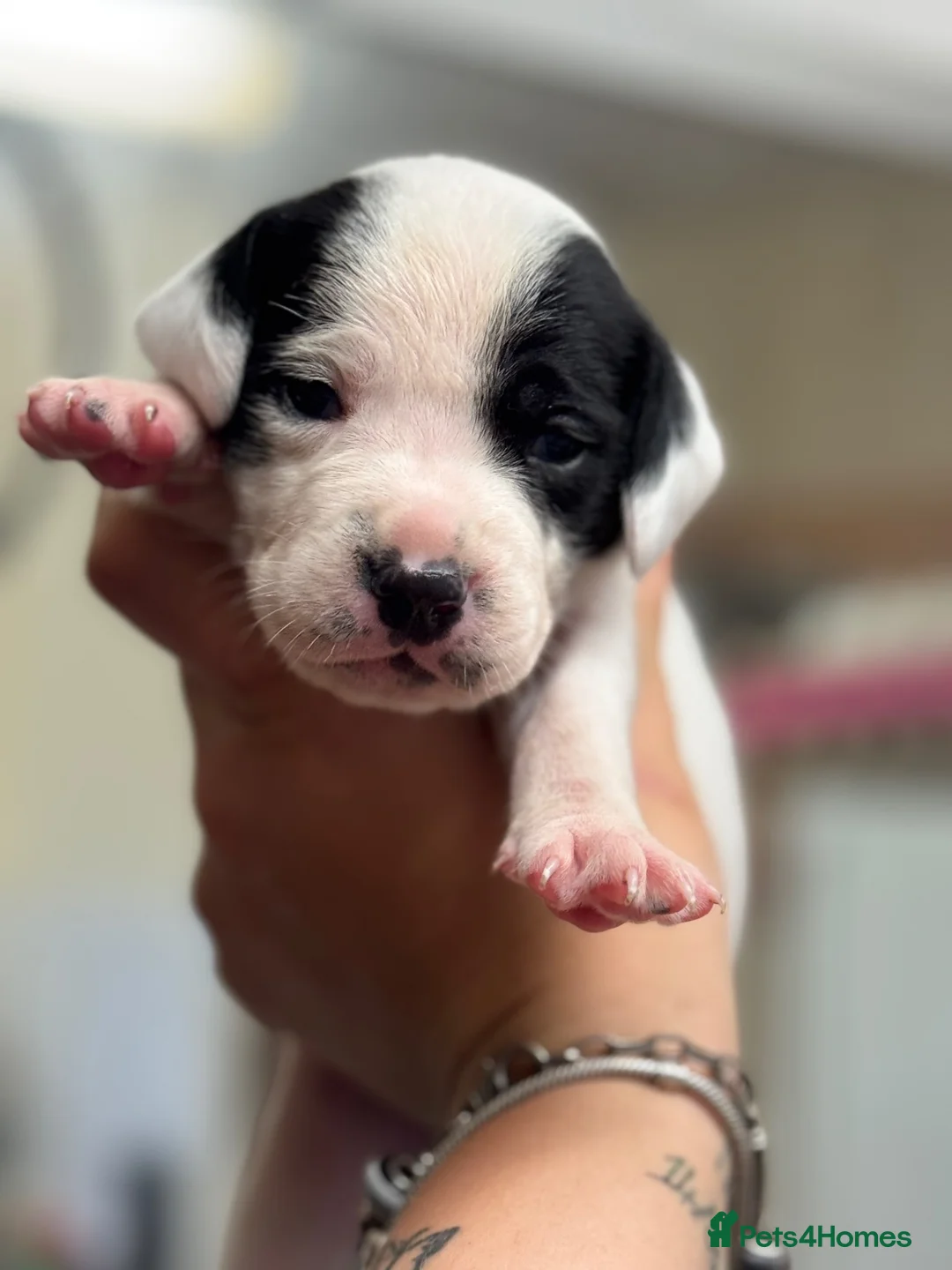 Mixed Breed dogs for sale: Staffordshire x springer  in Newark - Advert 2