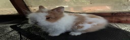 Lionhead rabbits for sale: 3 stunning lionhead babies  - Advert 5