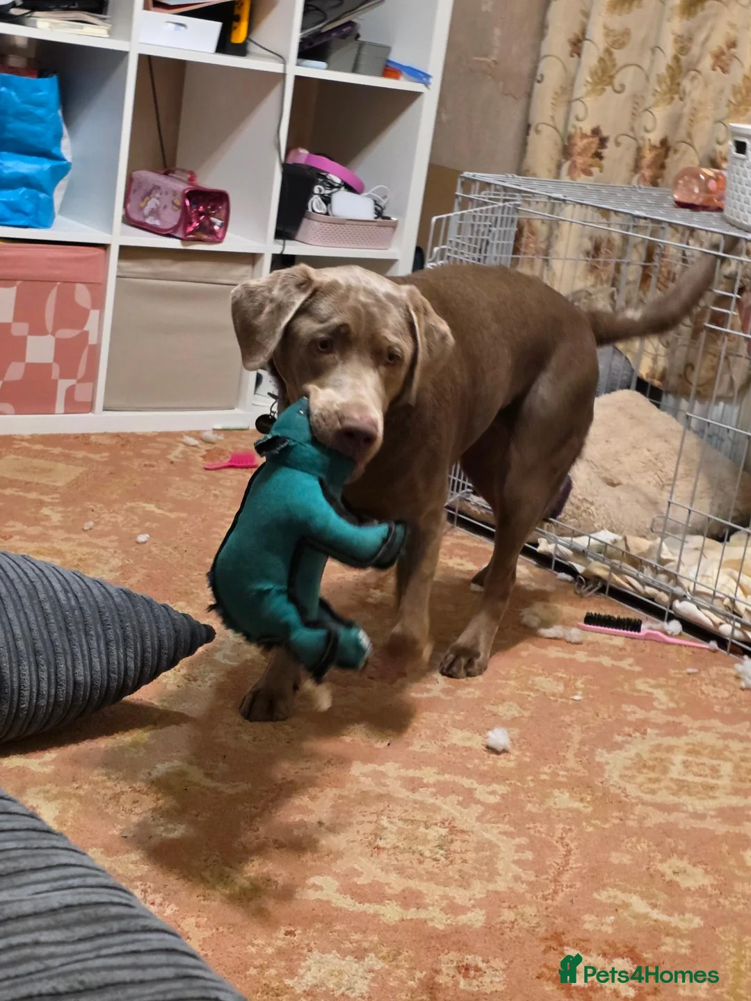 Labrador Retriever dogs for sale: Luna - Silver Labrador in Worksop - Advert 3