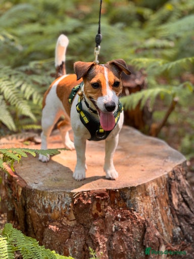 Gallery Image {{count}}