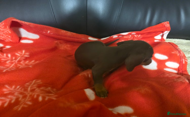 Dachshund dogs - Advert 10