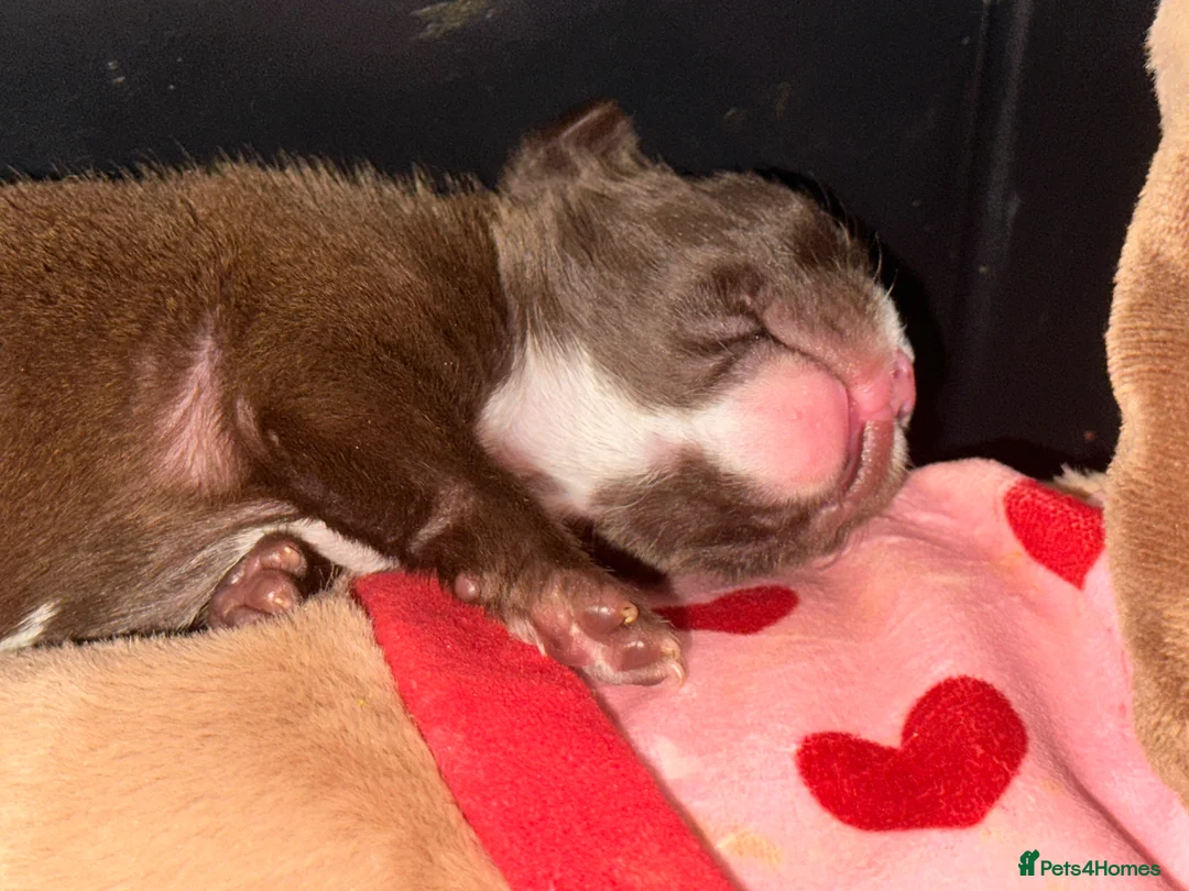 Boston Terrier dogs for sale: Boston Terrier pups  - Advert 16