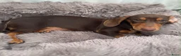 Miniature Dachshund dogs for sale: MINI DACHSHUND  - Advert 3
