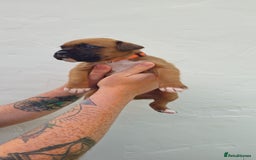 Boxer dogs for sale: *** ONLY 2 LEFT!!! *** - Image 26