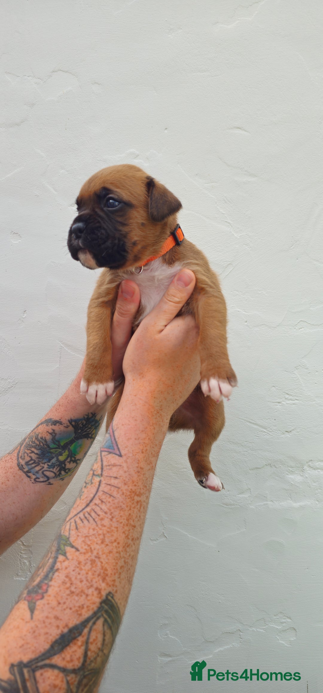Boxer dogs for sale: *** ONLY 2 LEFT!!! *** - Image 26