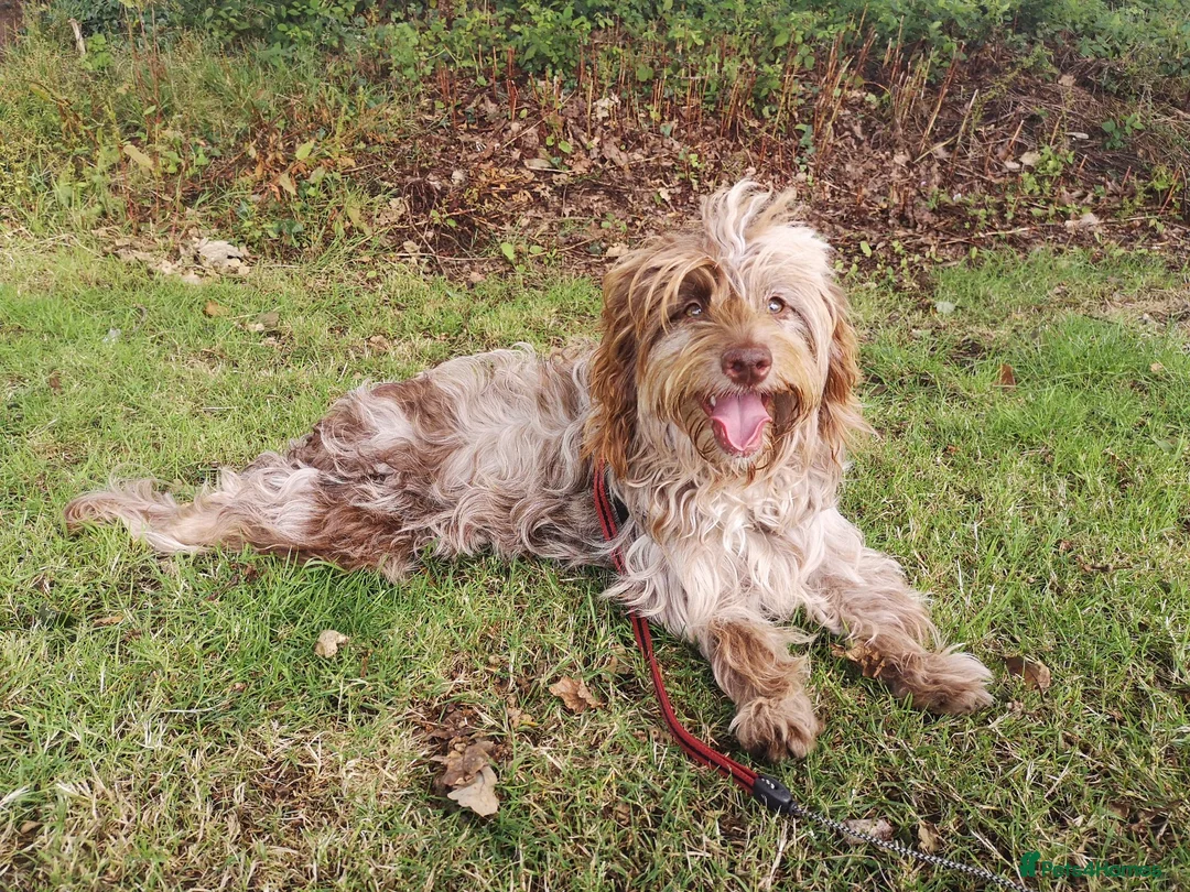 Cockapoo dogs for sale: Rare breed of cocktail Pasties, F1B Cockerpoos - Advert 1